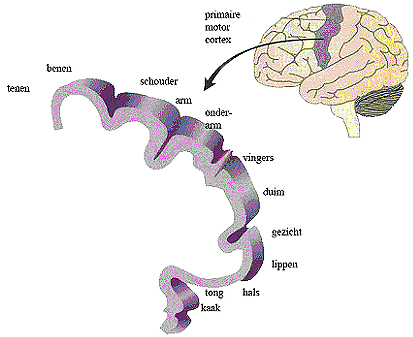 Primaire motor cortex